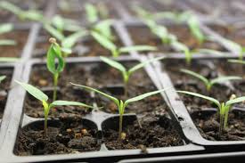 Sprouting seedlings